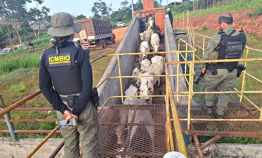 Suçuarana: três são presos após tentarem atacar agentes do ICMBio em operação contra pecuária irregular