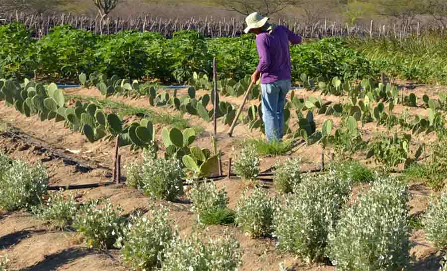 Estudo mostra ganhos necessários para vida digna em áreas do semiárido