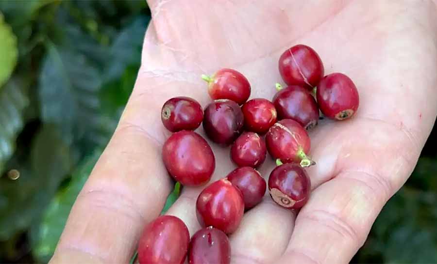 China habilita 183 empresas brasileiras a exportar café para o país