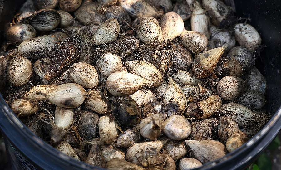Do murumuru ao mundo, mulheres do Acre moldam a bioeconomia com saber ancestral e cuidado com a floresta