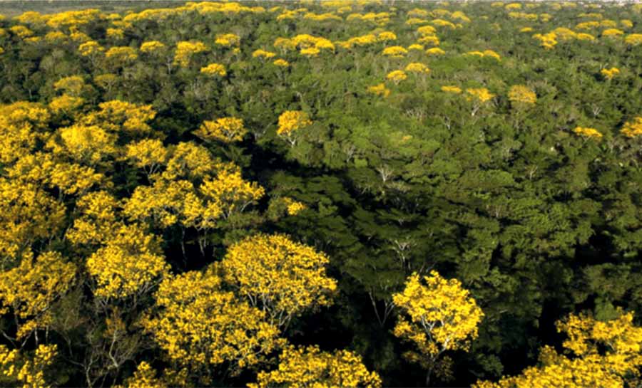 Programas REM e REDD+ promovem desenvolvimento econômico e preservam a floresta acreana