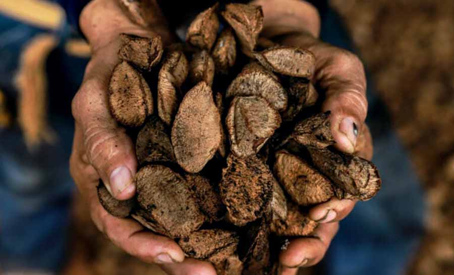 Acre mostra força no extrativismo com crescimento de 1,8%, alcançando R$ 115,8 milhões em valor de produção