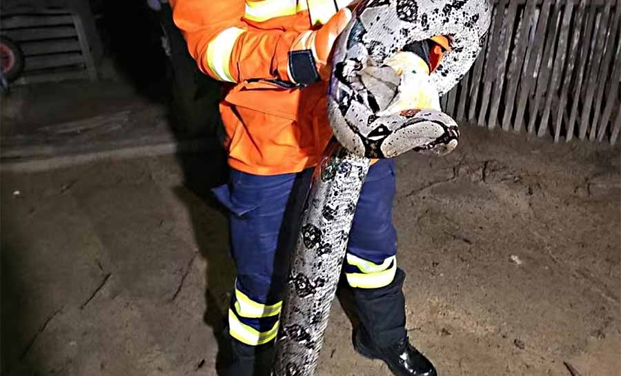 Jiboia com 1,5 metro é capturada após atacar galinhas em quintal no interior do Acre