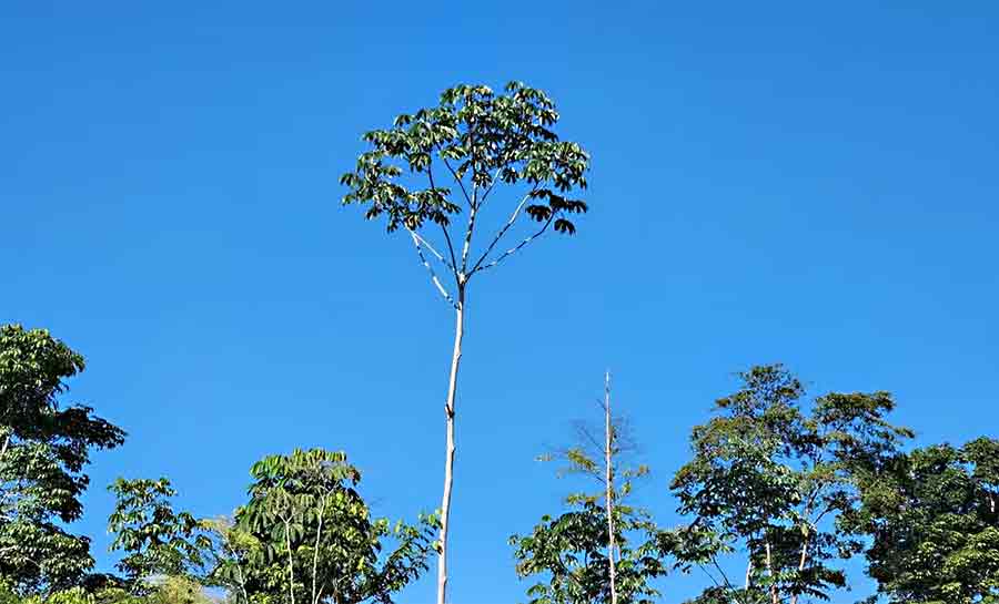 Acre aparece com menor taxa de desmatamento em oito anos, aponta Inpe