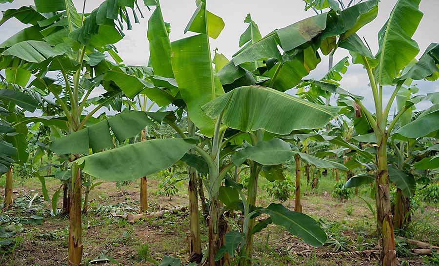 Com apoio do Programa REM, governo do Acre lança edital para fortalecer a fruticultura e a horticultura nas florestas estaduais