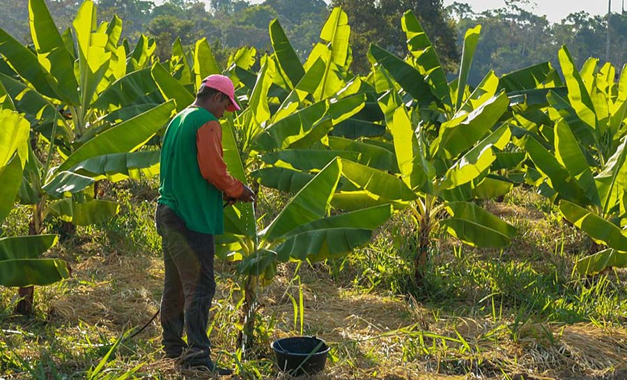 producao agricola 002 web